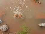 水花