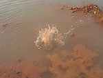水花