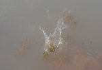 水花