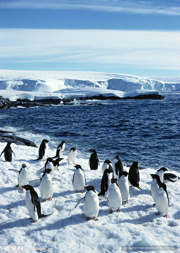 冰天雪地 企鹅狂欢