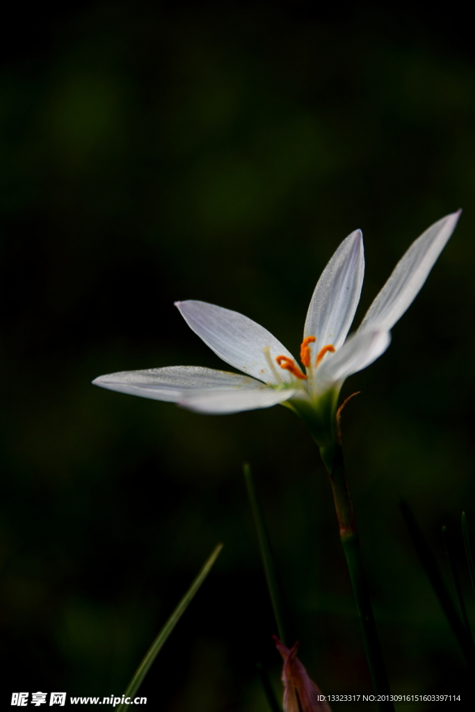 花儿