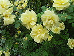 蔷薇花