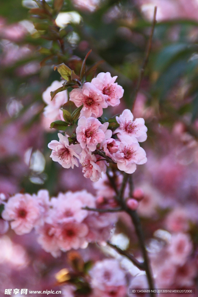 玉渊潭樱花