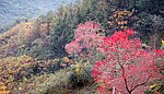 秋天风景 红色枫叶