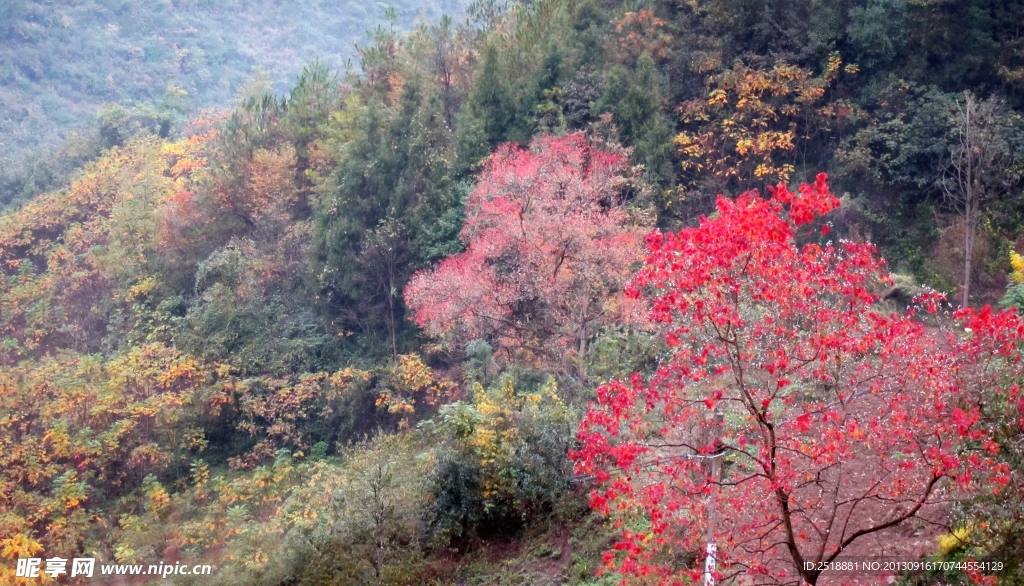 秋天风景 红色枫叶