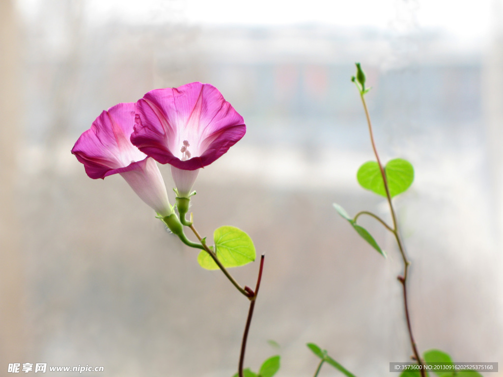 牵牛花