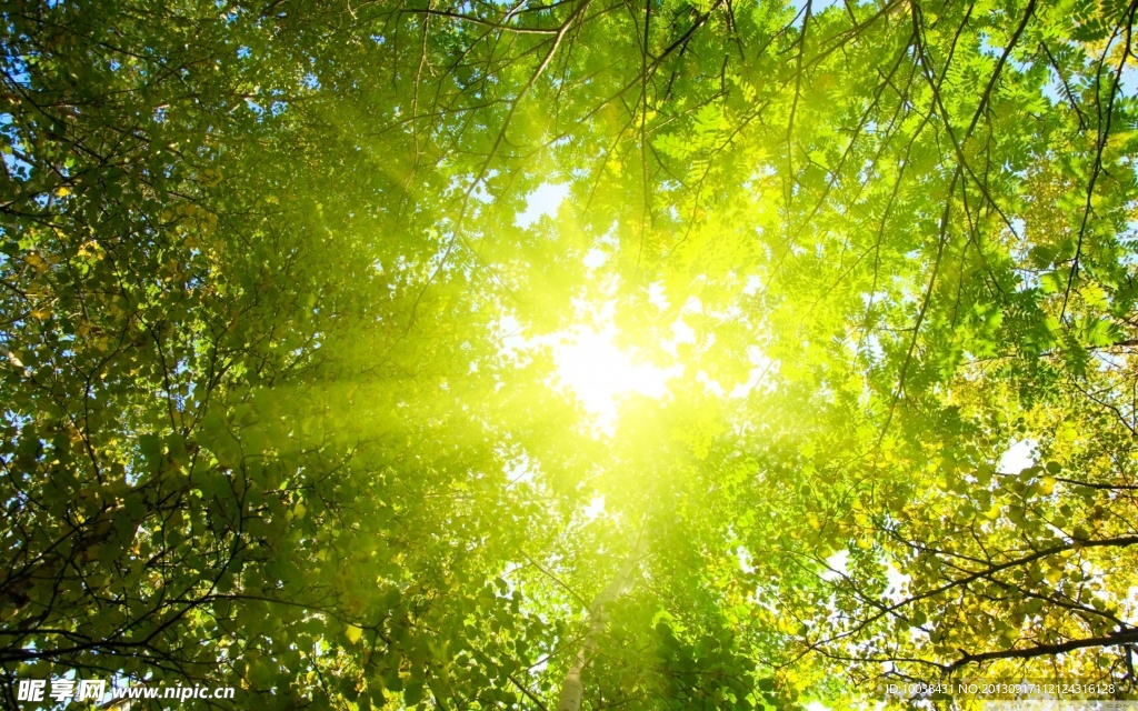 树叶绿树