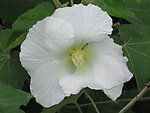 百花