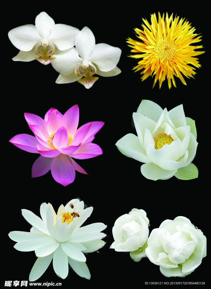 鲜花 花朵