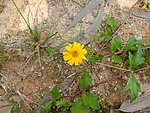 野菊花