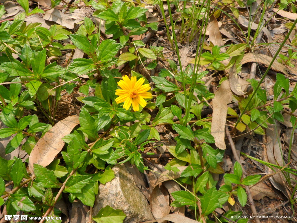 野菊花