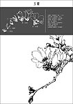 中国风 中国画 玉兰