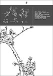 中国风 中国画 杏树