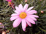 粉色雏菊