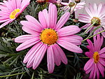 粉色雏菊