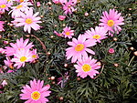 粉色雏菊