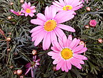 雏菊