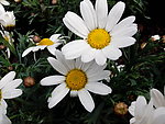 雏菊