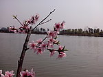 花卉湖水风景