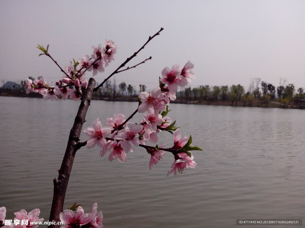 花卉湖水风景