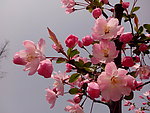 红花绽放
