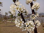 梨花