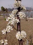 梨花