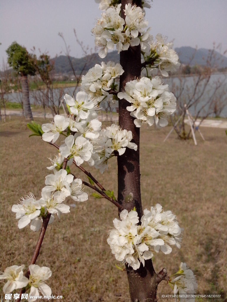 梨花