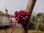 紫荆花