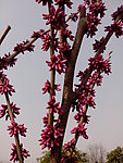 紫荆花
