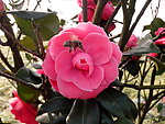 山茶花