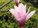 红玉兰
