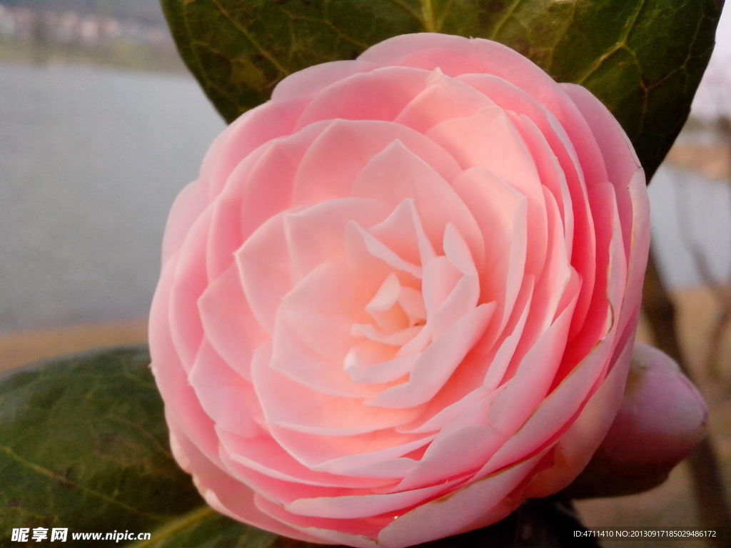 茶花