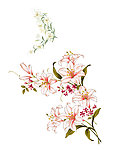 百合花