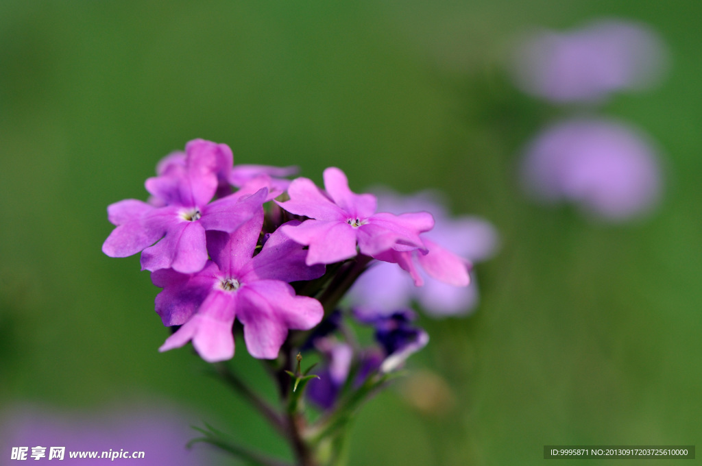 小花