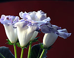 家中芙蓉花