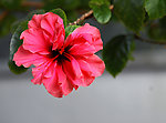 扶桑花
