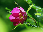 野玫瑰花