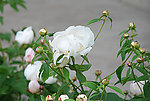 校园芍药花