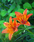 校园中的百合花