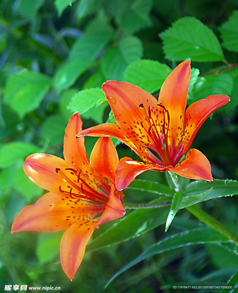 校园中的百合花