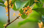 桂花