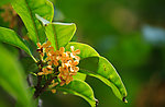 桂花