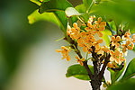 桂花