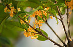桂花
