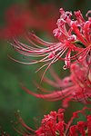 彼岸花
