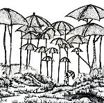 雨中漫步林间