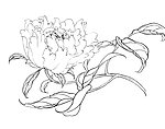白描花卉