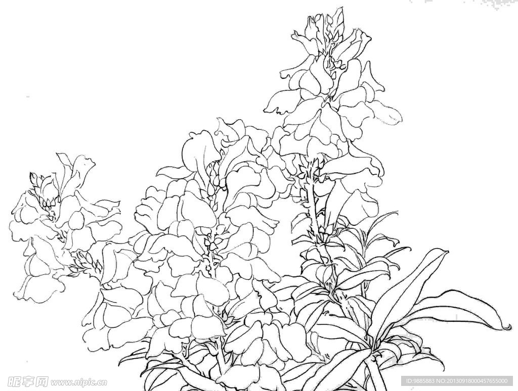 白描花卉