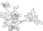 白描花卉